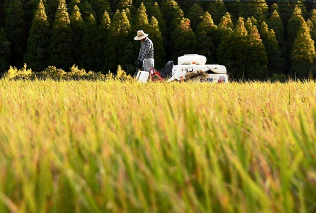 A farmer works a combine as he harvests rice at Kikukamachi Yatani in Kumamoto prefecture on Oct. 5, 2019. Japan seeks overseas working hands for the agriculture and manufacturing sectors under the infamous foreign technical intern program, which is now being reviewed.