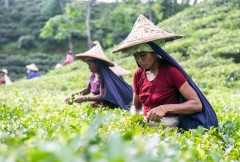 Bangladesh tea workers strike for better pay
