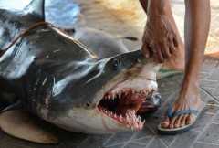 Shark depletion should spur Church to swim against tide