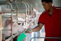 Swine flu sparks panic in the Philippines 