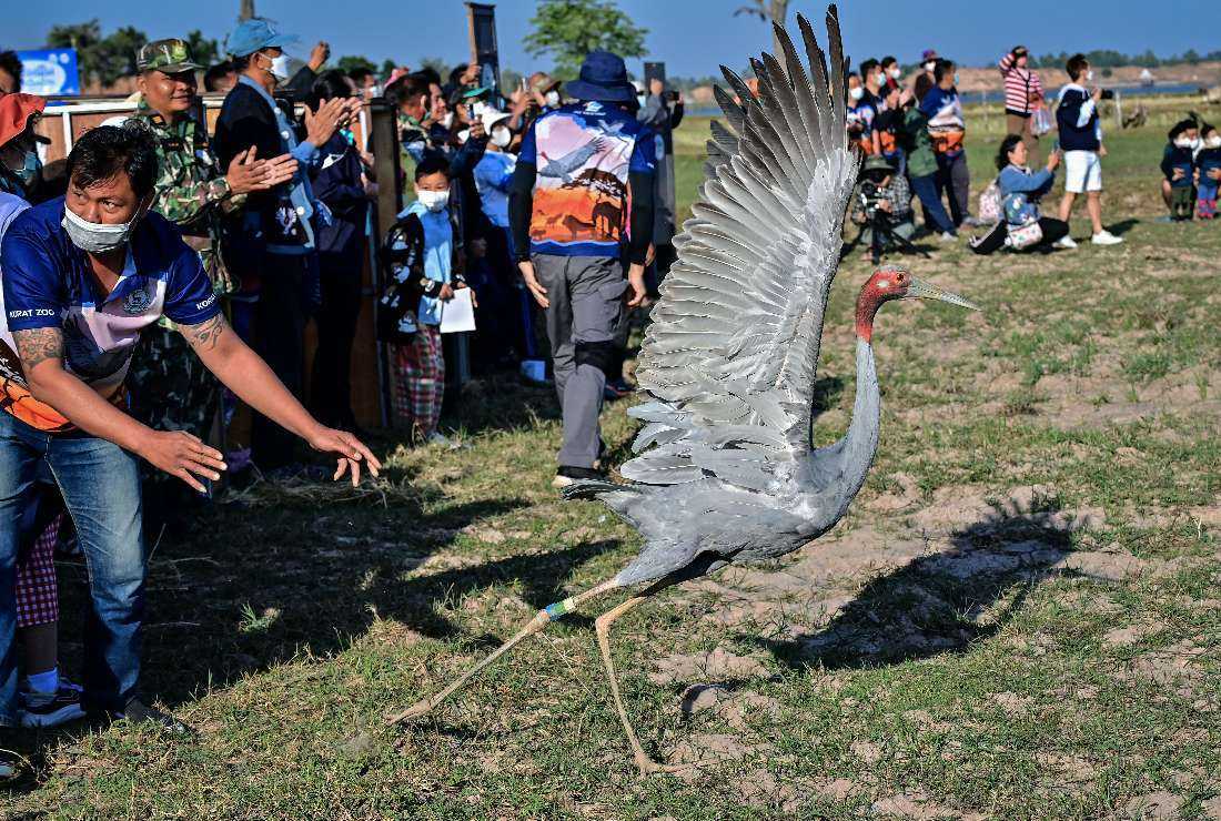 This photo taken on Dec. 25 shows an Eastern Sarus crane that was captively bred at Nakhon Ratchasima Zoo being encouraged to fly away after being released at Huai Chorakhe Mak reservoir in the eastern Thai province of Buriram