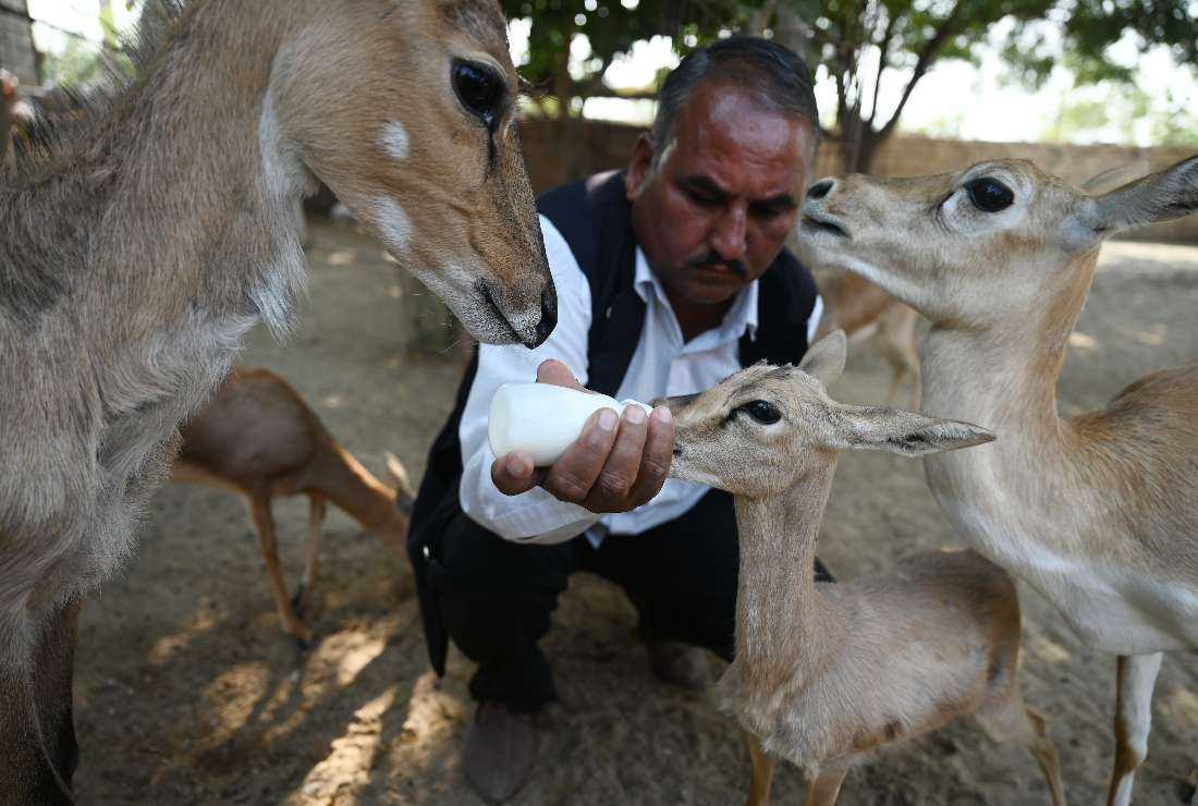 In this photograph taken on Nov. 15, Ghevar Ram, a member of the Bishnoi community, bottle feeds milk to a fawn at an animal rescue center in Khejarli village, some 30 kms from Jodhpur in the northern Indian state of Rajasthan