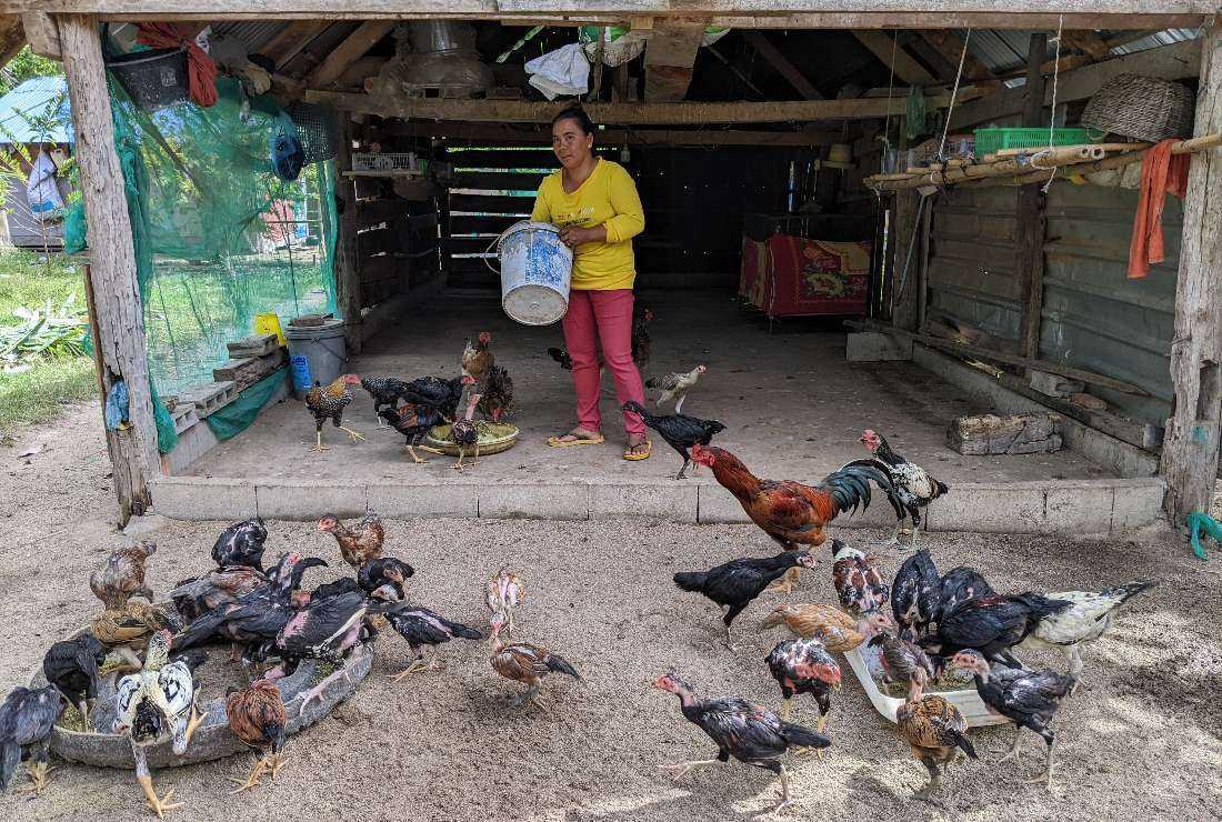 Jesuit Mission Australia is collecting Christmas donations to assist poor Cambodian families to start a chicken farm to overcome poverty and hunger