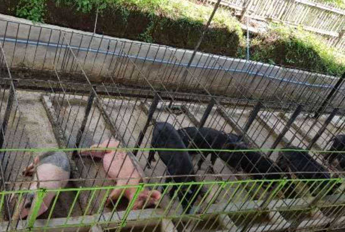 African swine fever scare in Indonesia's Christian province - UCA News