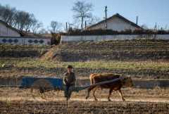  Anger mounts as N. Korea puts ‘cattle before people’