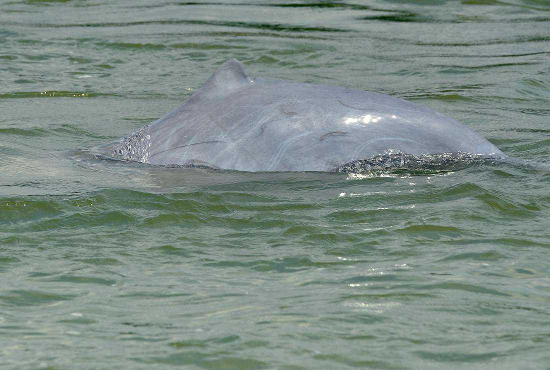 This file photo taken on Dec. 6, 2012, shows a dolphin in the Mekong river in Kratie province, northeast of the capital Phnom Penh