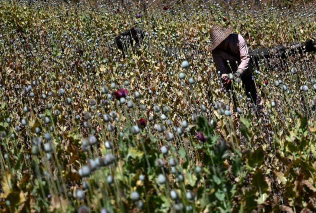This photo taken on Feb. 3, 2019, shows a farmer working in an illegal poppy field in Hopong, Myanmar Shan state. Myanmar is the second biggest source of opium in the world after Afghanistan, with Shan state as its main production hub