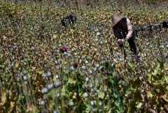 Opium farming has flourished under Myanmar’s junta