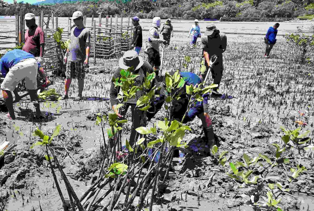 Parishioners of St. Laurentius Wasior in Manokwari-Sorong Diocese plant mangroves on March 11