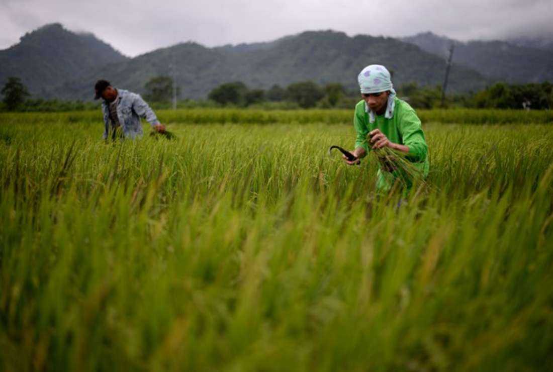 Farmers work in a rice field near the International Rice Research Institute in the Philippines in this file image