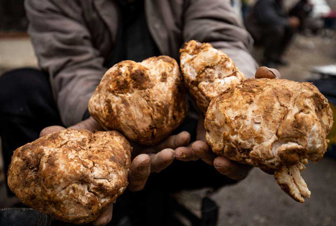 IS blamed for killing 41 truffle hunters, shepherds in Syria UCA News