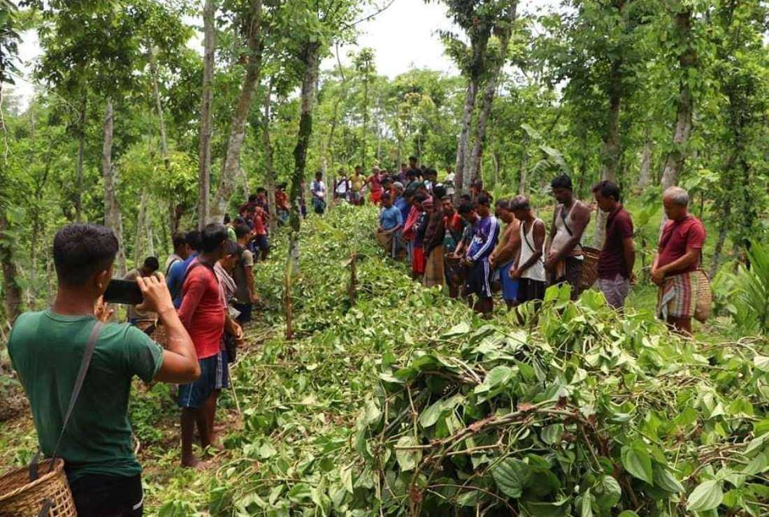 Ethnic Khasi Christians inspect their betel leaf plantation after vandals destroyed many plants and trees in Agar Pan Punji in Moulvibazar district on May 31 last year. A nearby plantation was allegedly attacked on May 8