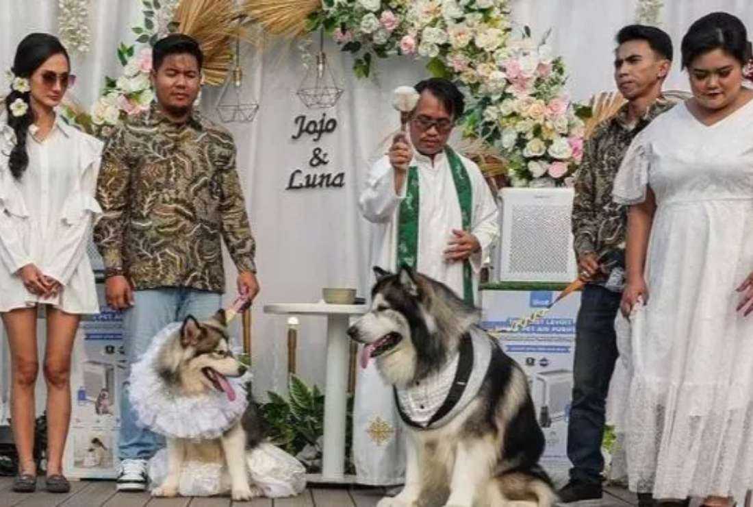 A dog marriage in Jakarta sparked a social media outrage
