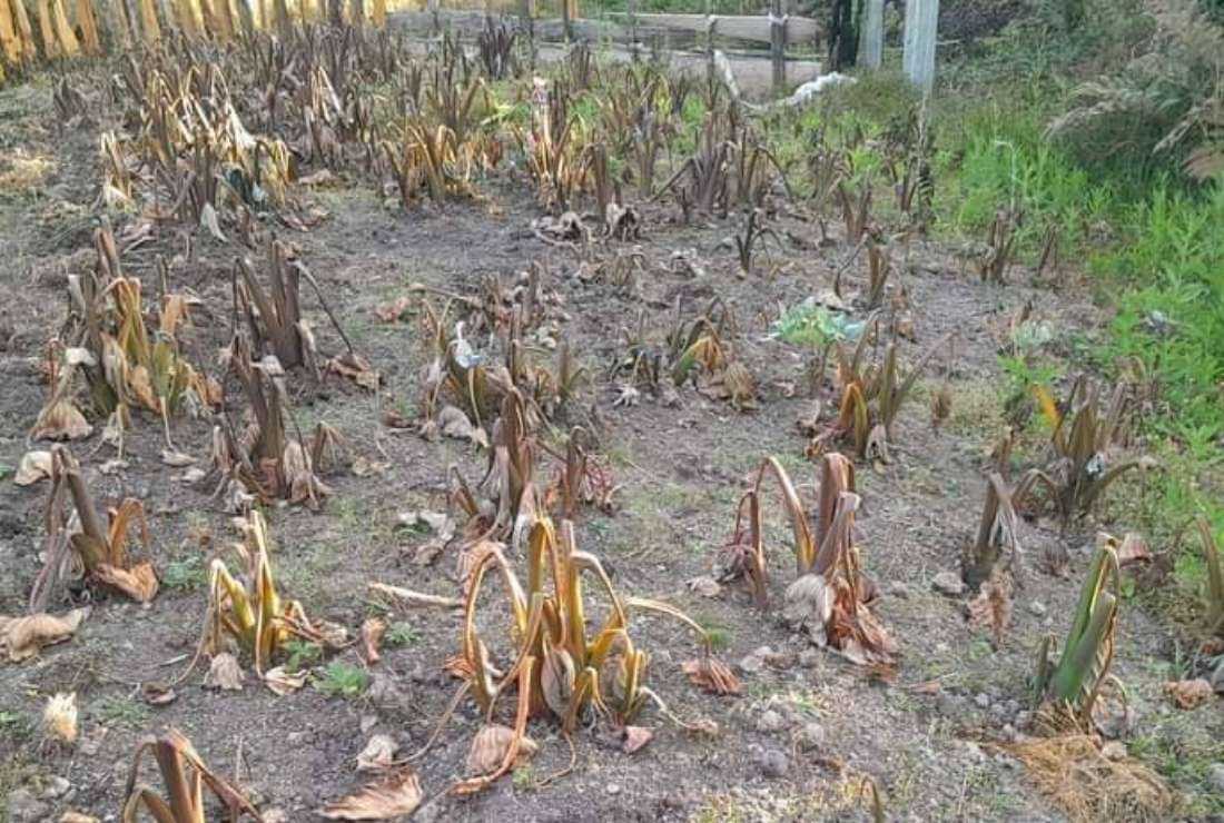 Drought leaves six dead in Indonesia's Papua - Vimarsana News