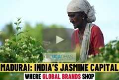 India’s jasmine capital Madurai powers global perfume market