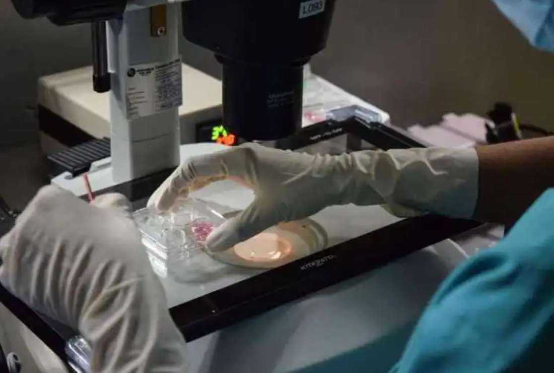 A staff member shows a mock-up of work being done on women's eggs in the laboratory at the KL Fertility Centre in Kuala Lumpur