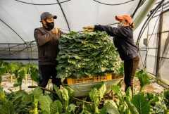 Climate change, corporations take toll on Korean agriculture