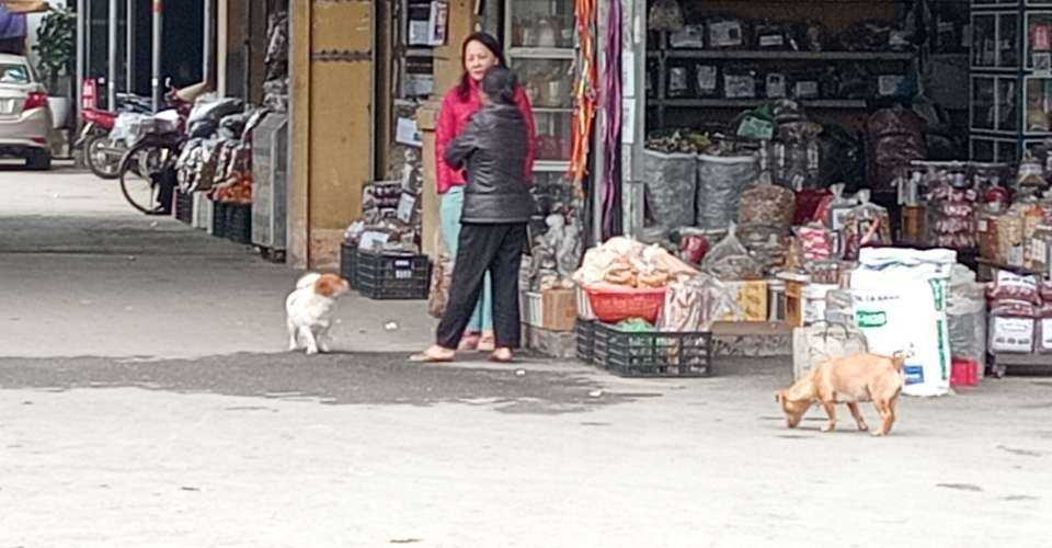 RISK OF RABIES IN VIETNAM visual data 3