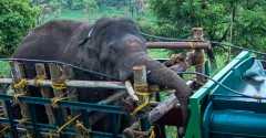 Indian Church head slams govt over rising elephant attacks