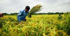 Climate change puts Bangladesh’s food security at stake