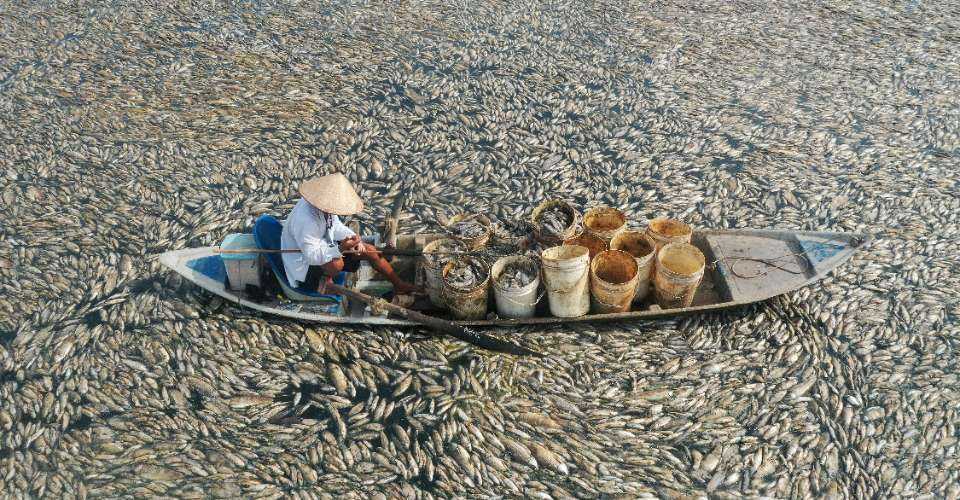 Hundreds of thousands of fish die in Vietnam