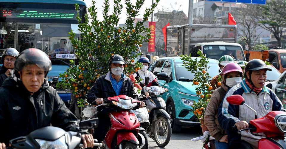Vietnamese people transport kumquat trees on their motorcycles in Hanoi as they prepare to celebrate their traditional Tet or Lunar New Year of the Dragon on Feb. 10 this year.