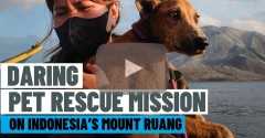 Rescuers mount daring mission to rescue pets from Mount Ruang