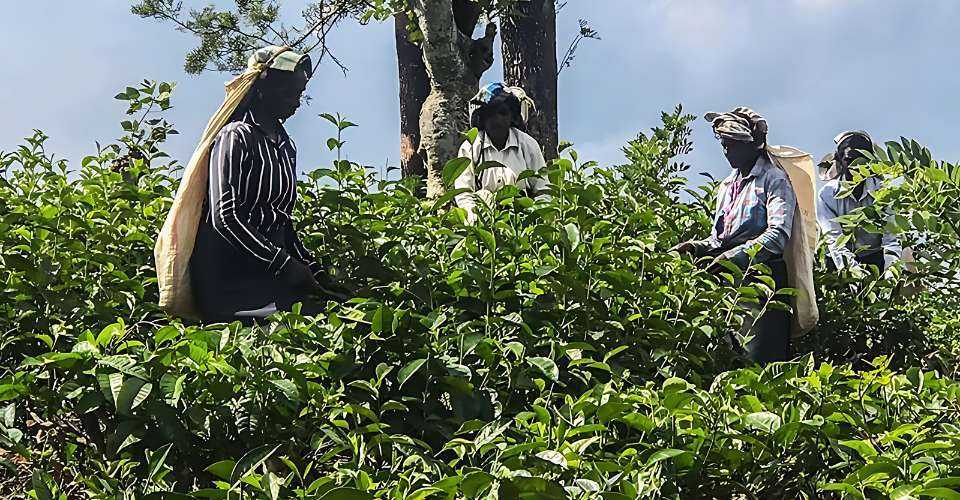 Workers collect tea leaves at a plantation in Pussellawa, Sri Lanka.