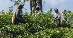 Women religious empower tea plantation workers in Sri Lanka