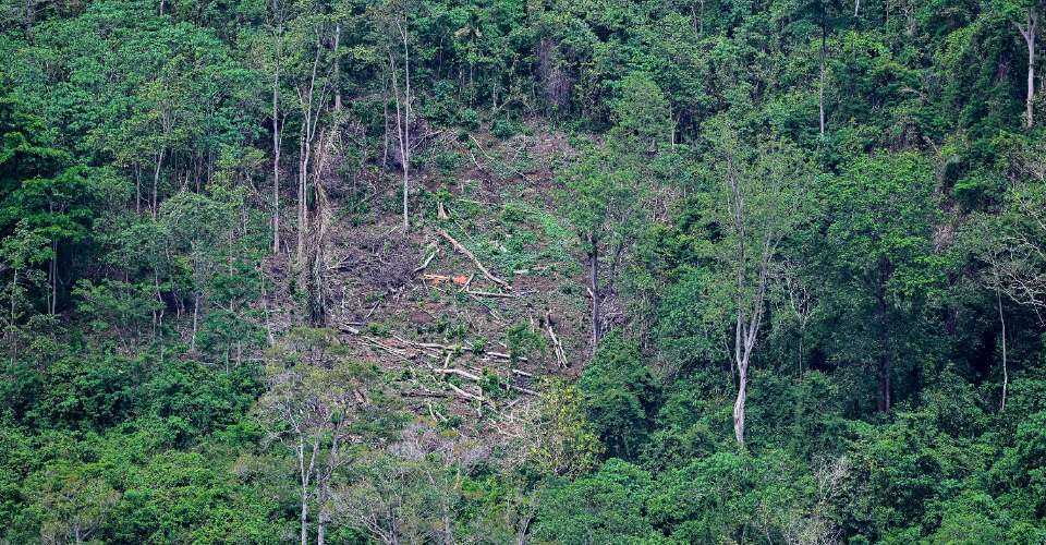 Penggerak biomassa di Indonesia mengancam hutan-hutan utama- UCA News