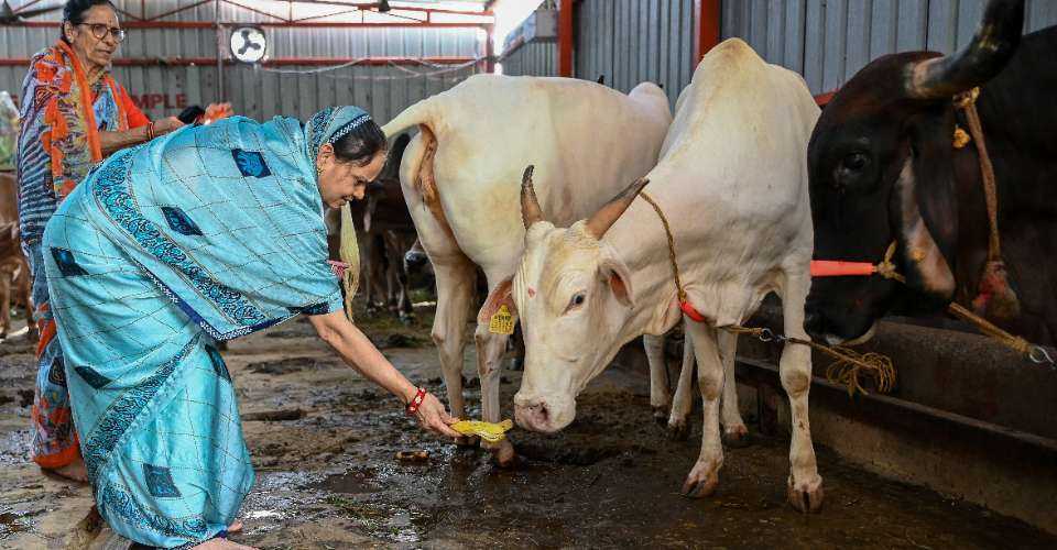 Hindu devotees offer food to cows on the occasion of the 'Gopashtami' festival as they commemorate the sacred relationship between Lord Krishna and cows in Hyderabad on Nov. 9.