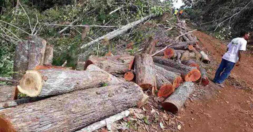 Filipino bishop questions permits to cut over 218,000 trees in Palawan