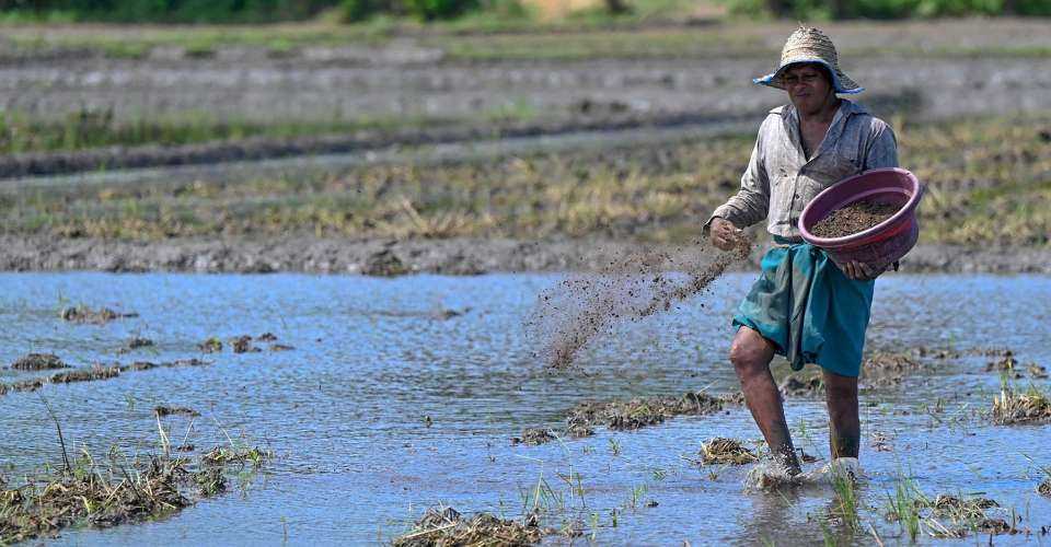 Sri Lankan paddy farmers in distress, demand fair price