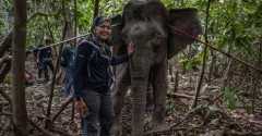 Malaysia's 'elephant whisperer' fights to save Borneo's endangered giants