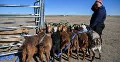 Mongolian herders enlist new tech against harsher, drier climate